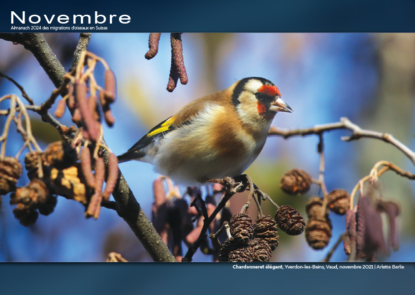 ../catalogue/11-novembre.jpg